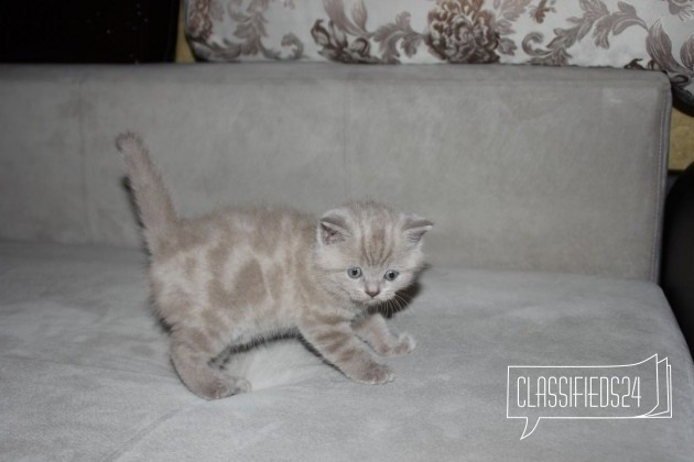 Продаются милые котята в городе Невинномысск, фото 1, телефон продавца: +7 (918) 880-09-93