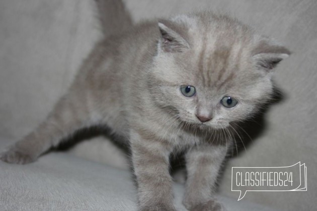 Продаются милые котята в городе Невинномысск, фото 2, стоимость: 4 000 руб.