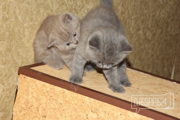 Продаются милые котята в городе Невинномысск, фото 4, Ставропольский край