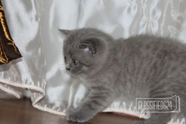 Продаются милые котята в городе Невинномысск, фото 5, телефон продавца: +7 (918) 880-09-93
