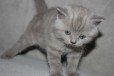 Продаются милые котята в городе Невинномысск, фото 2, телефон продавца: +7 (918) 880-09-93