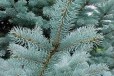 Ель голубая семена в городе Архангельск, фото 1, Архангельская область