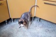 Кошечка ищет кота для вязки в городе Ейск, фото 1, Краснодарский край