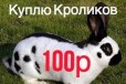 Кроликов в городе Краснодар, фото 1, Краснодарский край