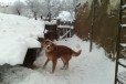 Собака для охраны в городе Саратов, фото 1, Саратовская область
