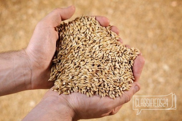 Пшеница, шрот в городе Йошкар-Ола, фото 1, телефон продавца: +7 (960) 097-24-44