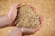 Пшеница, шрот в городе Йошкар-Ола, фото 1, Марий Эл