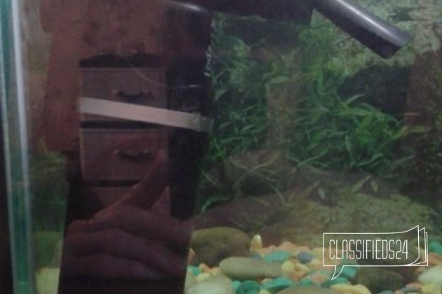 Аквариум в городе Коряжма, фото 1, Аквариумные рыбки
