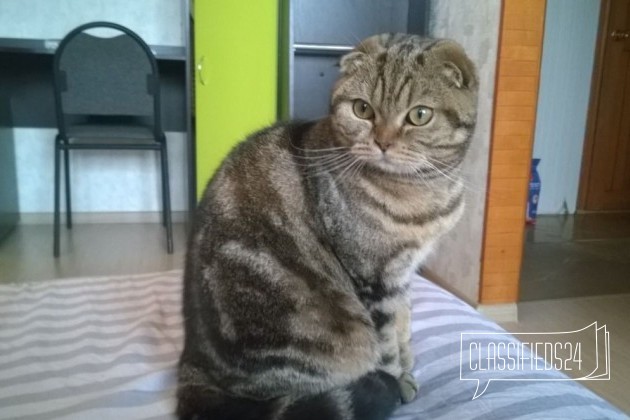 Кошка 2.5 года в городе Самара, фото 3, телефон продавца: +7 (927) 728-17-97