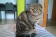 Кошка 2.5 года в городе Самара, фото 3, стоимость: 6 000 руб.
