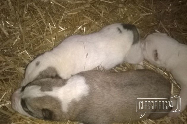 Продаются щенки среднеазиатской овчарки в городе Ливны, фото 3, телефон продавца: +7 (910) 265-36-18