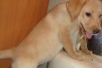 Продается щеночек лабрадора для тебя в городе Ижевск, фото 1, Удмуртия