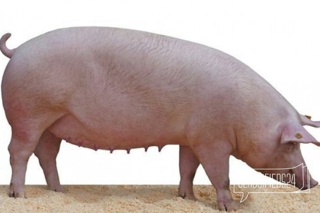 Поросная свинья. Порода свиней Темпо. Свиньи ландрас 150 кг. Супоросная свинья ландрас.