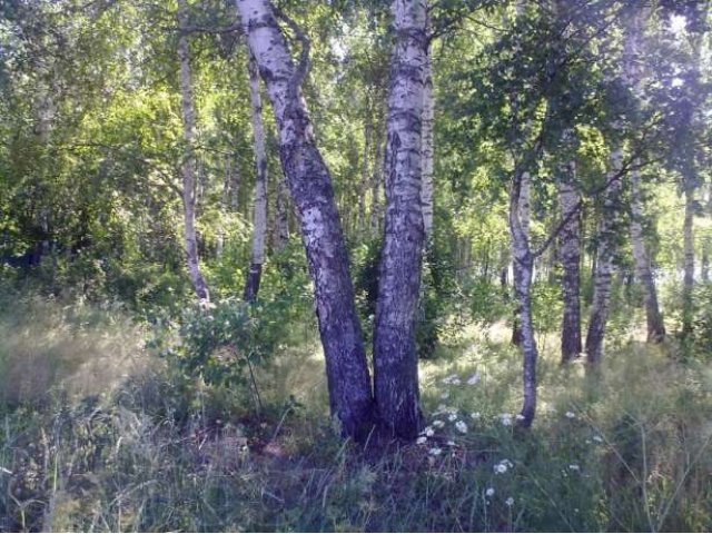 Дом в деревне на берегу озера в лесном массиве в городе Киржач, фото 7, стоимость: 1 048 000 руб.