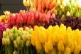Тюльпаны к 8 марта в городе Астрахань, фото 1, Астраханская область