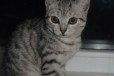 Продам кота, милый, игривый в городе Алейск, фото 1, Алтайский край