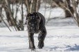 4 мес. девочки, документы РКФ в городе Москва, фото 1, Московская область