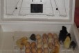 Инкубатор на 105 яиц в городе Ставрополь, фото 1, Ставропольский край