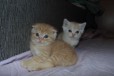 Плюшевые шотландские котята в городе Екатеринбург, фото 1, Свердловская область