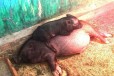 Вьетнамские вислобрюхие свиньи в городе Хабаровск, фото 1, Хабаровский край