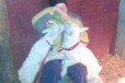 Продаю козлят от коз молочного направления в городе Черкесск, фото 1, Карачаево-Черкесия