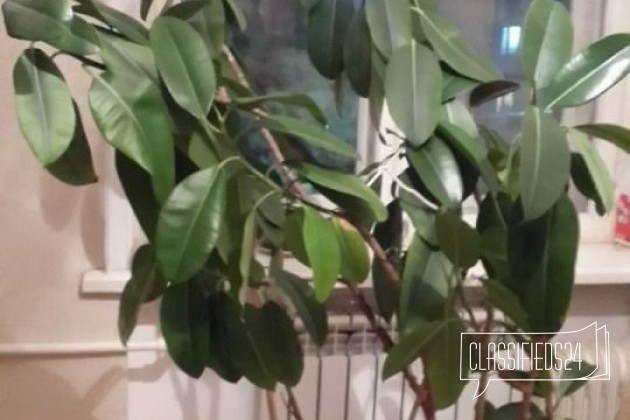 Продам фикус в городе Каспийск, фото 1, Растения