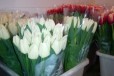 Качественные тюльпаны от производителя в городе Краснодар, фото 1, Краснодарский край
