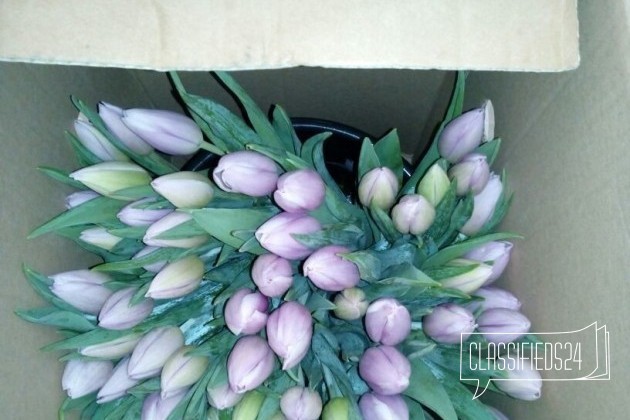 Тюльпаны доставка бесплатно в городе Миасс, фото 1, Растения