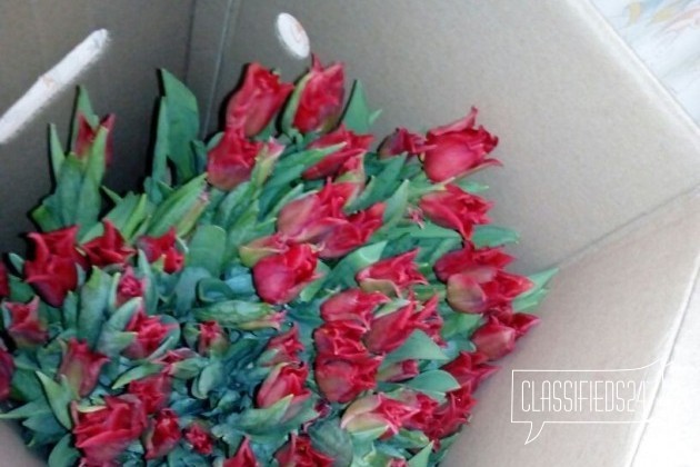 Тюльпаны доставка бесплатно в городе Миасс, фото 2, Челябинская область