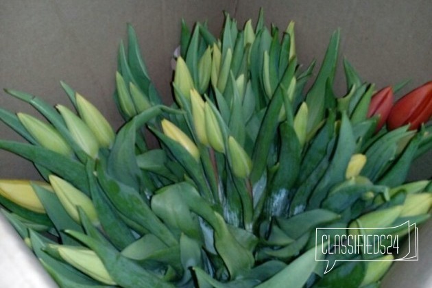 Тюльпаны доставка бесплатно в городе Миасс, фото 3, телефон продавца: |a:|n:|e: