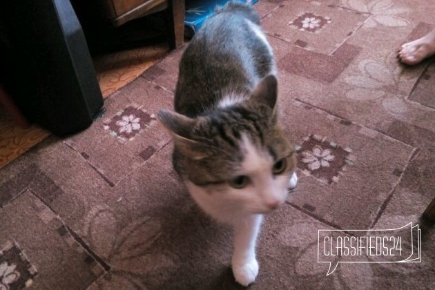Кошка в подарок в городе Омск, фото 3, телефон продавца: +7 (923) 670-90-08