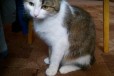 Кошка в подарок в городе Омск, фото 2, телефон продавца: +7 (923) 670-90-08