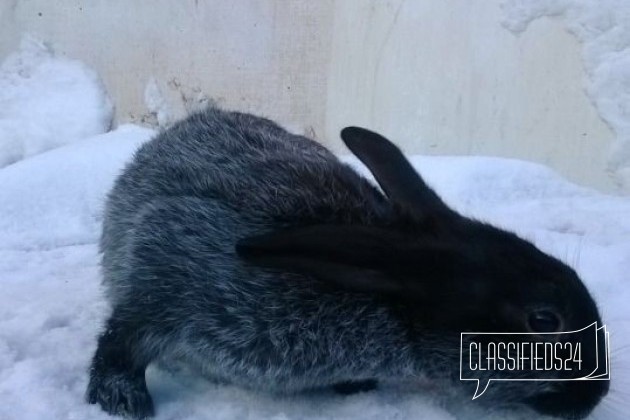 Кролики породы  Серебристый в городе Чита, фото 4, Кролики