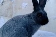 Кролики породы  Серебристый в городе Чита, фото 2, телефон продавца: +7 (914) 498-68-44