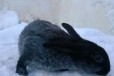 Кролики породы  Серебристый в городе Чита, фото 4, Кролики
