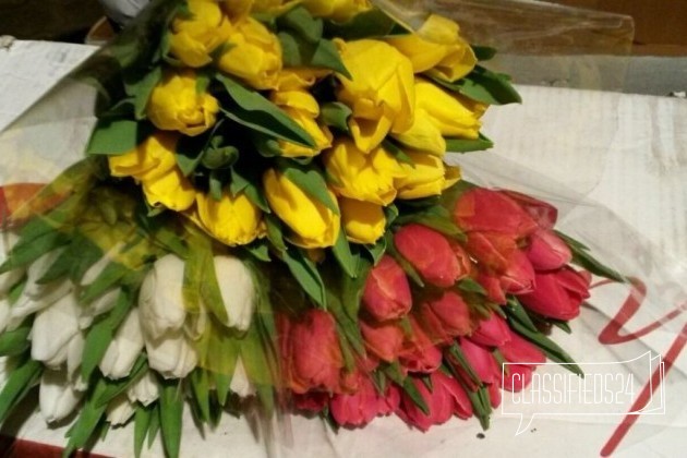 Тюльпаны оптом из своей теплицы в городе Краснодар, фото 1, телефон продавца: +7 (938) 480-99-95