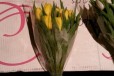 Тюльпаны оптом из своей теплицы в городе Краснодар, фото 4, Растения