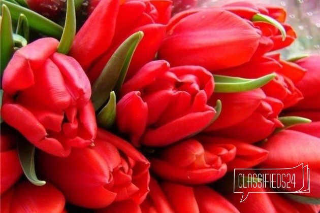 Доставка тюльпанов и мимоз в офисы и домой в городе Нижний Новгород, фото 1, телефон продавца: +7 (906) 578-56-64
