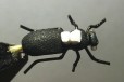 Мушка жук в городе Саранск, фото 1, Мордовия