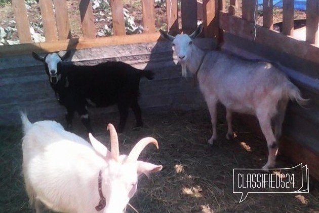 Альпийские козы + козел, цена за всех в городе Самара, фото 1, телефон продавца: +7 (929) 700-11-80