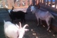 Альпийские козы + козел, цена за всех в городе Самара, фото 1, Самарская область