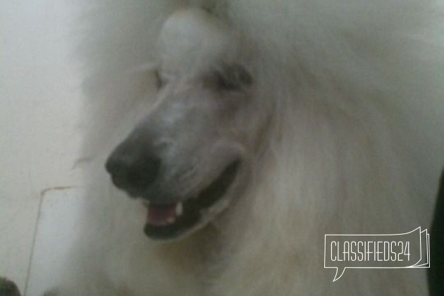 Стрижка собак в городе Голицыно, фото 1, стоимость: 1 500 руб.