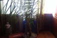 Финиковая пальма в городе Оренбург, фото 1, Оренбургская область