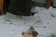 Щенок 5мес в городе Иркутск, фото 1, Иркутская область