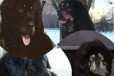 Тибетский мастиф щенки в городе Сочи, фото 1, Краснодарский край