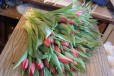 Тюльпаны к 8 марту весенний подарок сезон 2016 в городе Тюмень, фото 1, Тюменская область