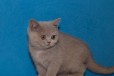 Британский толстопопый котенок в городе Ростов-на-Дону, фото 1, Ростовская область