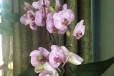 Орхидея(фаленопсис) в городе Хабаровск, фото 1, Хабаровский край