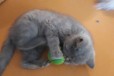 Продаю персидского экзотического котенка в городе Иркутск, фото 1, Иркутская область