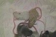 Мышки декоративные кудрявые в городе Нижний Новгород, фото 2, телефон продавца: +7 (920) 258-53-50